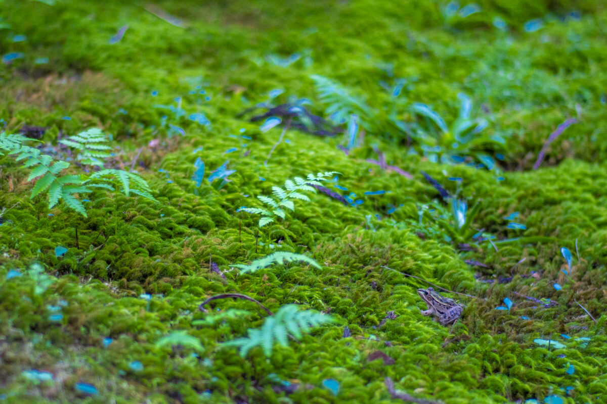 画像に alt 属性が指定されていません。ファイル名: 43de7b78bd88cf8d970ce48c50a90895-1200x800.jpg