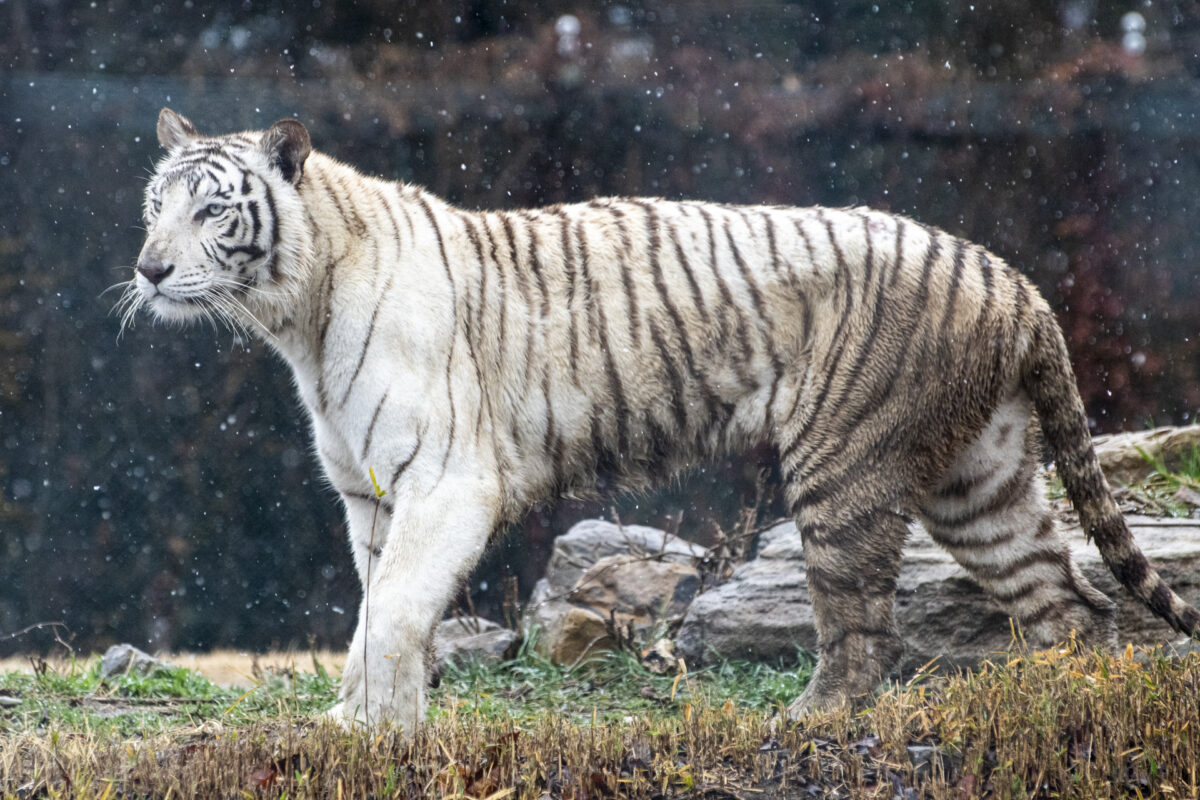 画像に alt 属性が指定されていません。ファイル名: 6ef5d73ac0f5ffbb309710759ff2bd10-1200x800.jpg