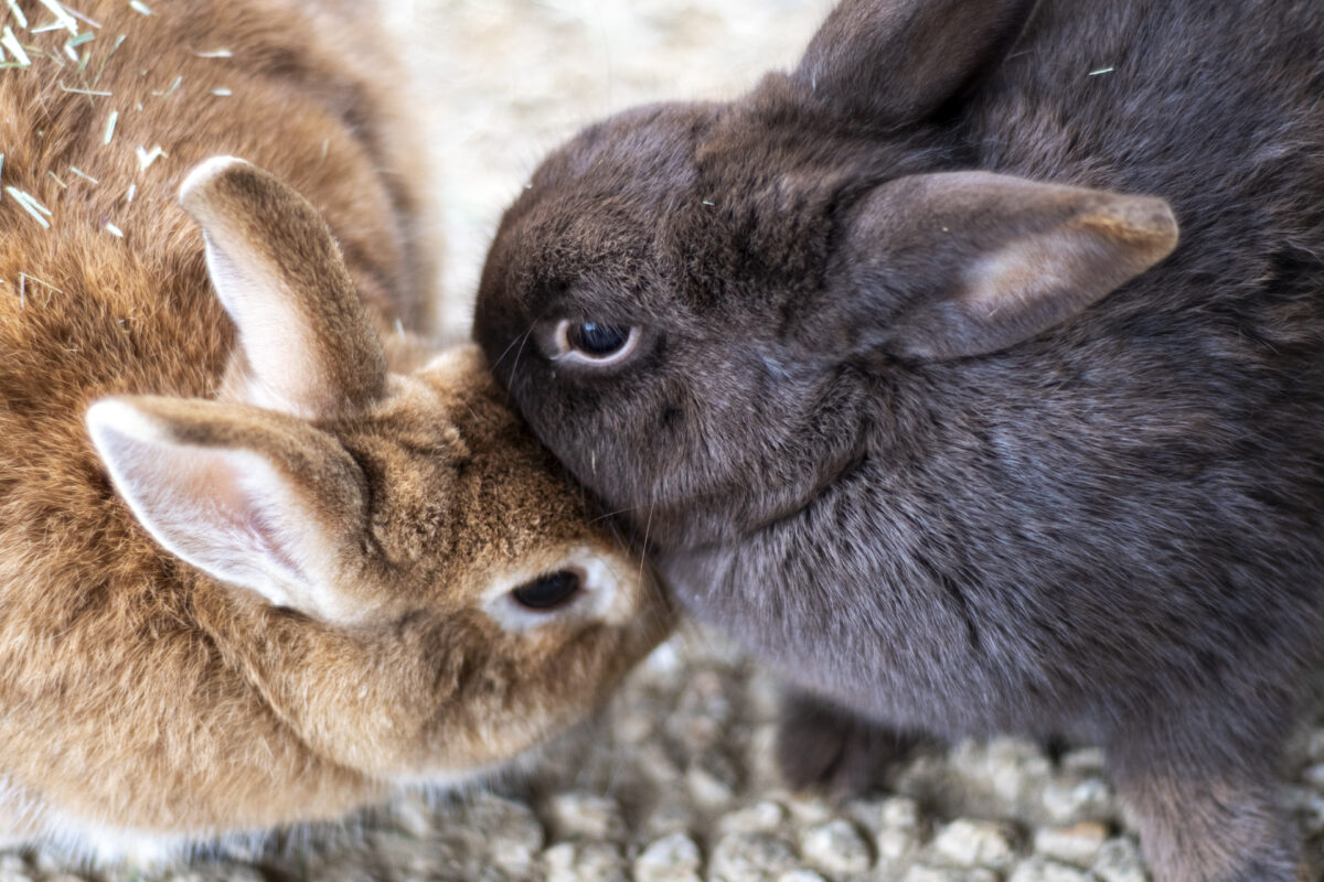 画像に alt 属性が指定されていません。ファイル名: 78fe36d5de1a3a6b2900e2da4c4181f7-1200x800.jpg