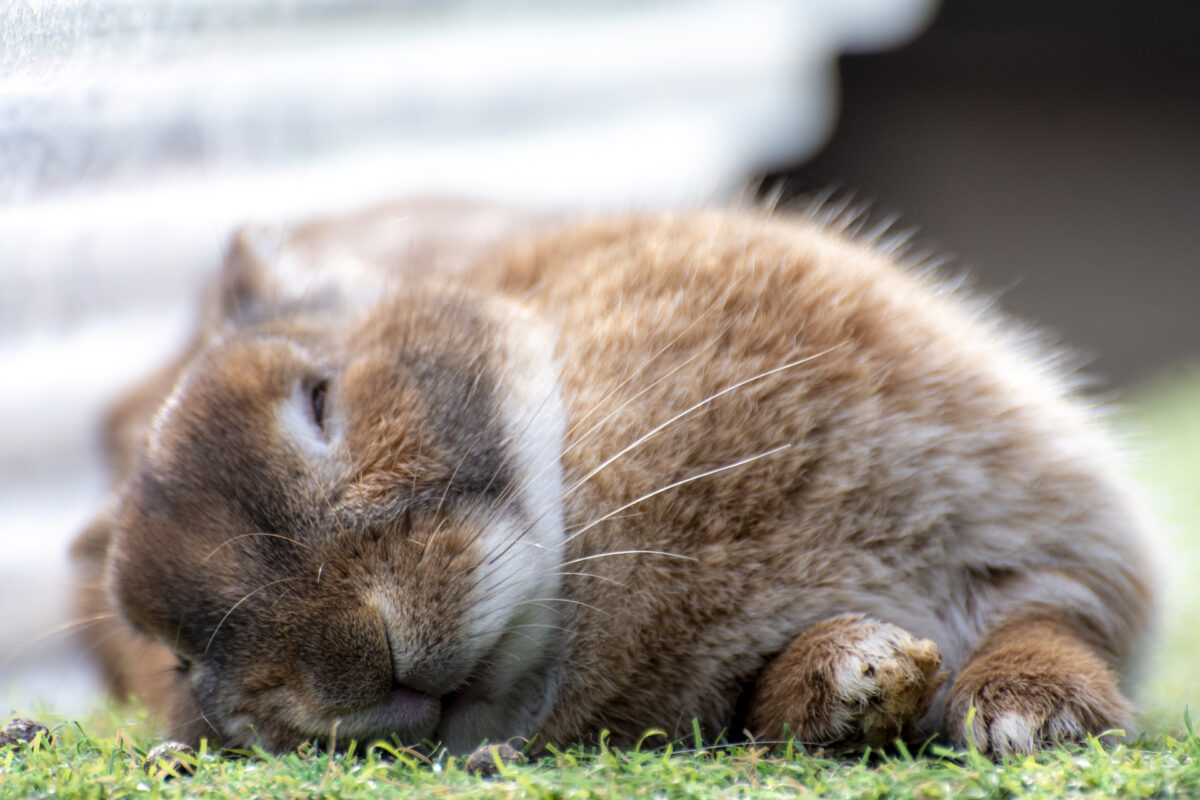 画像に alt 属性が指定されていません。ファイル名: a3ba464350409c4bacf67bcc33a66d9f-1200x800.jpg