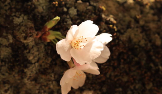 2026年度 新入部員募集中